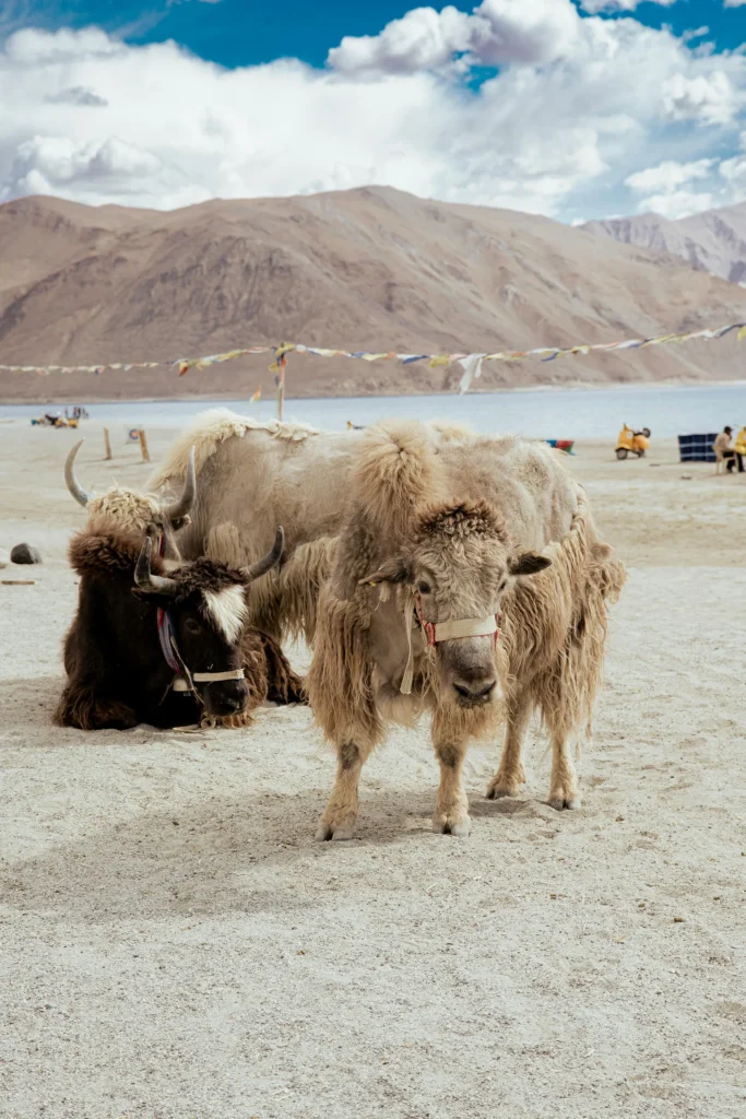 Ladakh by escalekashmir tips